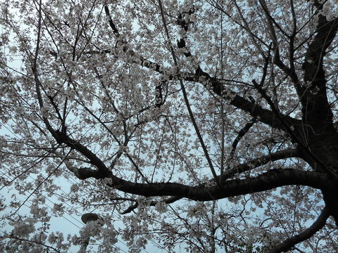 b0030201_5434155.jpg