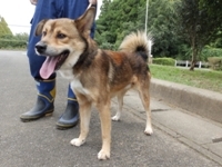 センターわんこの里親会_f0242002_00430358.jpg