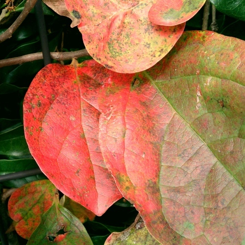 暗渠だより：紅葉開始_c0023016_01070035.jpg