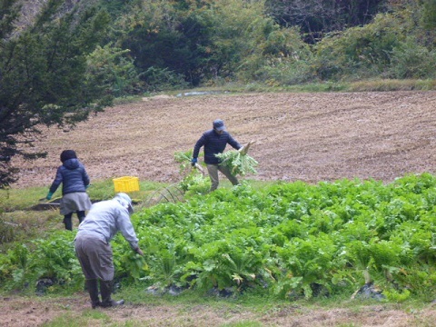 大根収穫。_f0377520_09142426.jpg