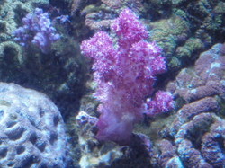 サンゴの餌_e0359523_12194926.jpg