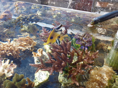 食ったぞ ヒフキアイゴ Oceanblue 食ったぞ ヒフキアイゴ Oceanblue