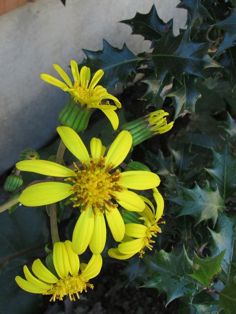 e0321325_11252756.jpg