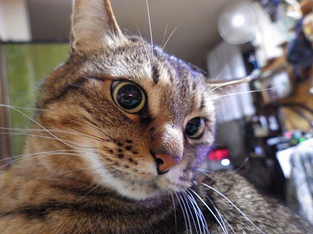 a0337237_16260117.jpg