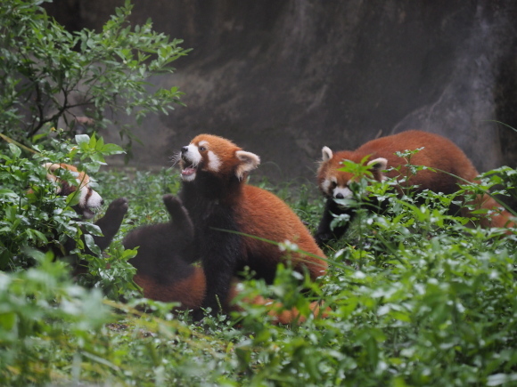 臺北市立動物園で小熊猫、改め、小貓熊 2_a0149740_02500212.jpg