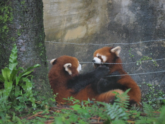 臺北市立動物園で小熊猫、改め、小貓熊 2_a0149740_02510918.jpg