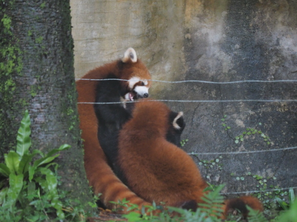 臺北市立動物園で小熊猫、改め、小貓熊 2_a0149740_02511822.jpg