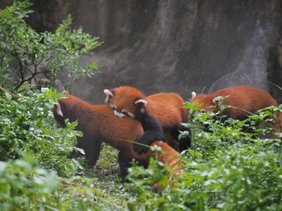 臺北市立動物園で小熊猫、改め、小貓熊 2_a0149740_02524205.jpg