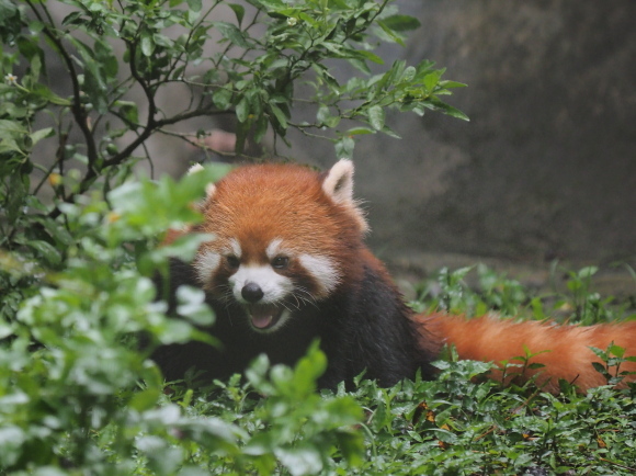 臺北市立動物園で小熊猫、改め、小貓熊 2_a0149740_02525076.jpg