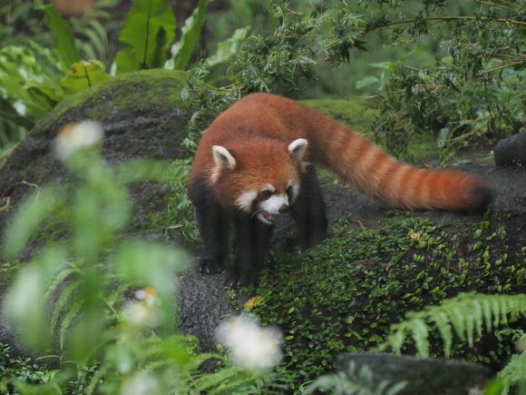 臺北市立動物園で小熊猫、改め、小貓熊 2_a0149740_02531358.jpg