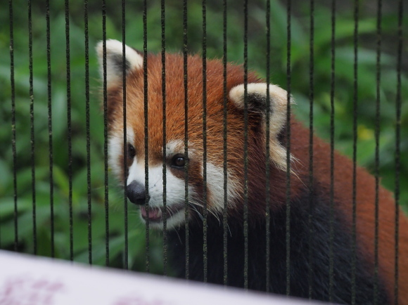 臺北市立動物園で小熊猫、改め、小貓熊 2_a0149740_02531745.jpg