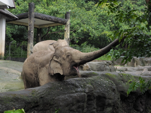 臺北市立動物園で小熊猫、改め、小貓熊 2_a0149740_02544908.jpg