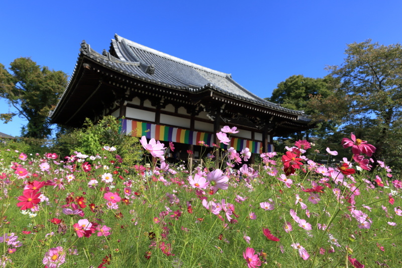 奈良 般若寺のコスモス ぴんぼけふぉとぶろぐ2