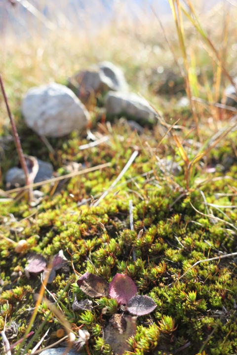 e0300042_2194167.jpg