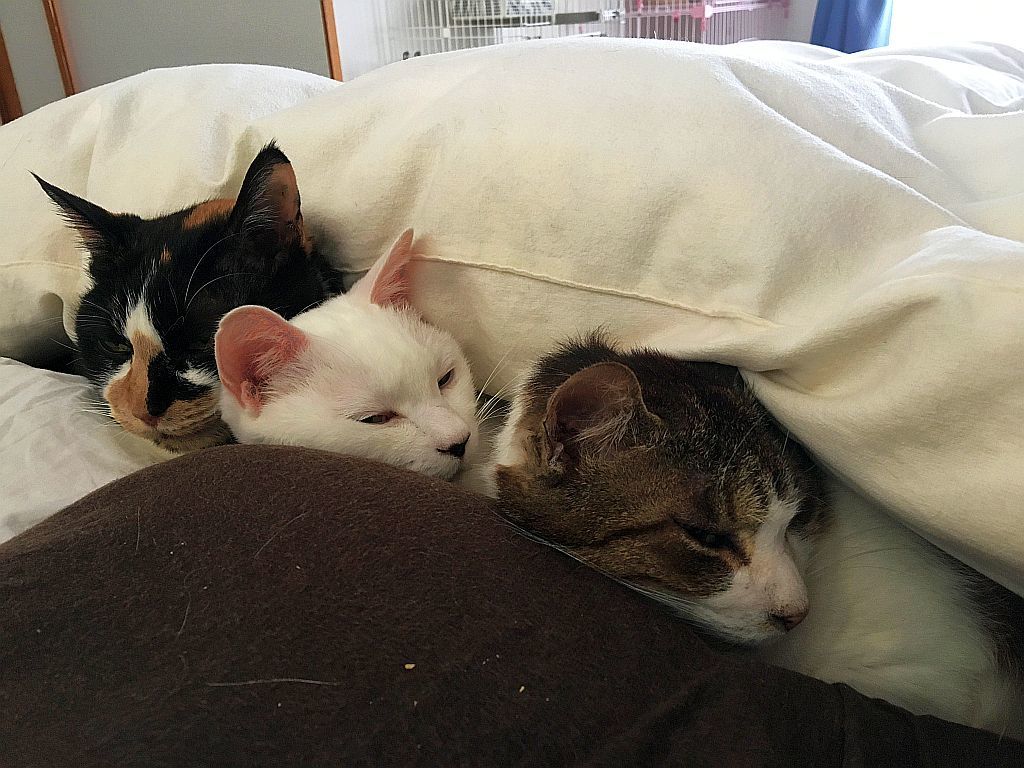 猫は布団で丸くなり_e0220163_18311045.jpg