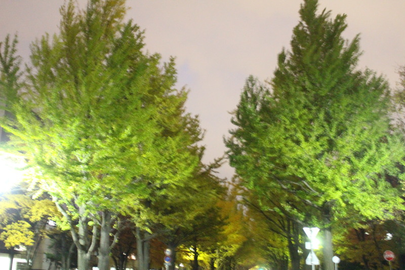 北大の夜の黄葉（紅葉）　写してみました。_f0362073_07144776.jpg