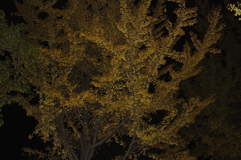 北大の夜の黄葉(紅葉) 写してみました。_f0362073_07172210.jpg