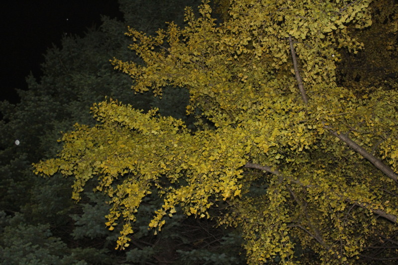 北大の夜の黄葉(紅葉) 写してみました。_f0362073_07185441.jpg