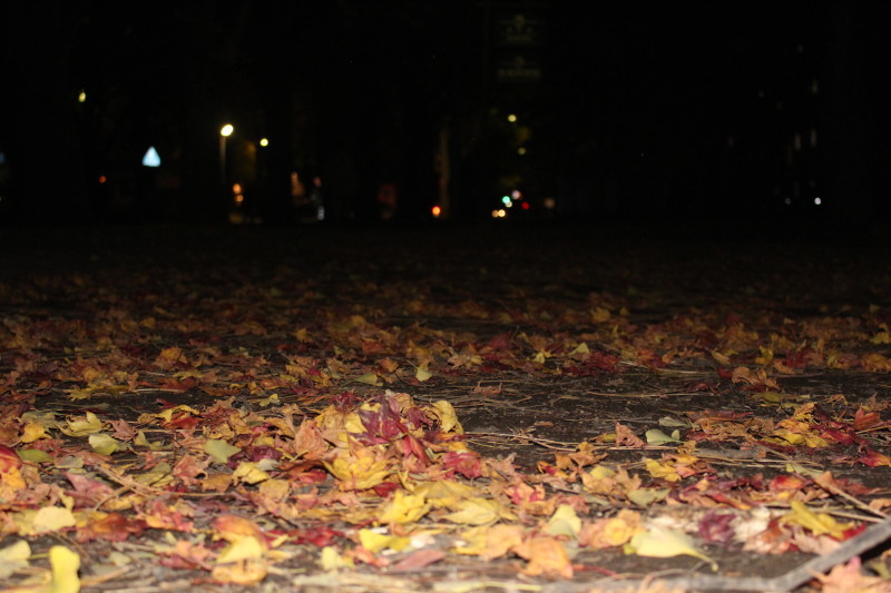北大の夜の黄葉(紅葉) 写してみました。_f0362073_07203368.jpg