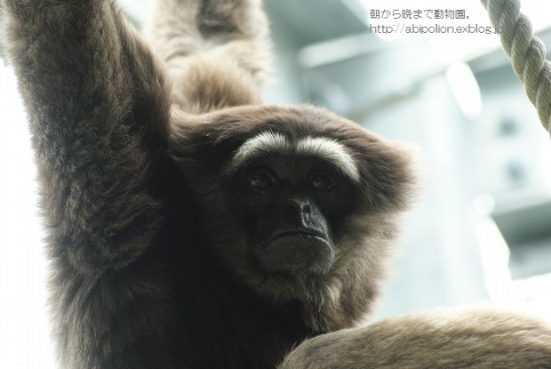 白眉手長猿 春の陰影 朝から晩まで動物園 サファリもね