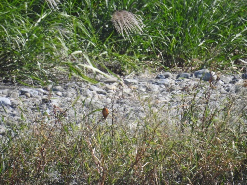 e0098079_20550452.jpg