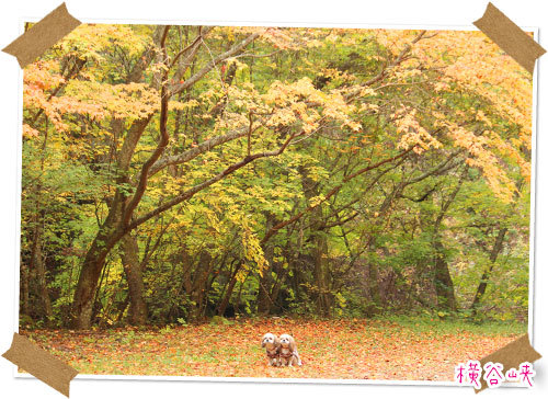 2016年10月22日 横谷峡　 - 週末は、愛犬モモと永吉、拓海と洋お出かけ！Kimi's Eye