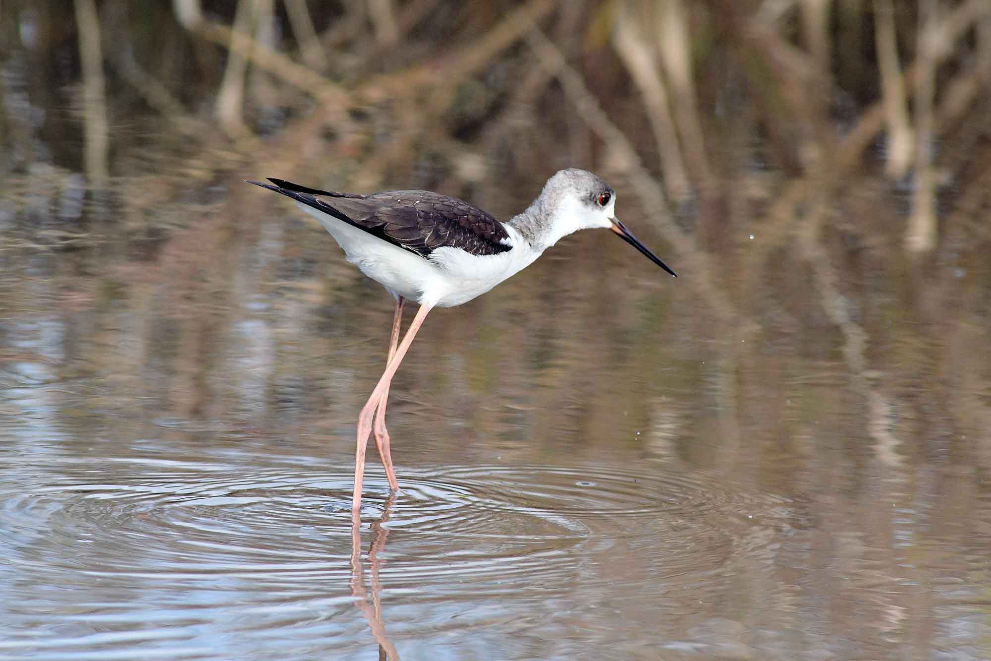 2016年　11月　　野鳥_c0176183_831178.jpg