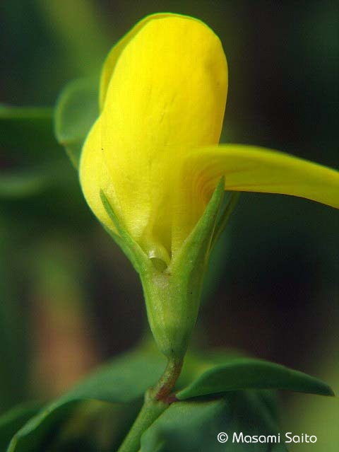 ミヤコグサ 都草 草花と自然blog