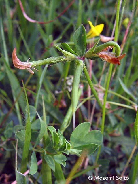 ミヤコグサ 都草 草花と自然blog ミヤコグサ 都草 草花と自然blog