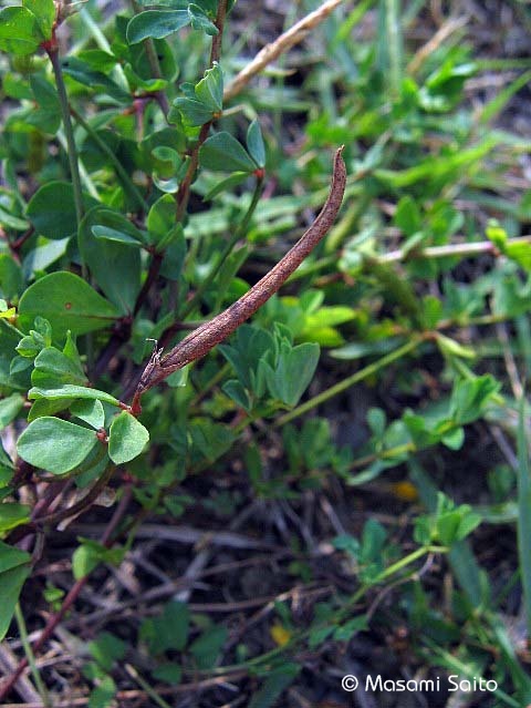 ミヤコグサ 都草 草花と自然blog