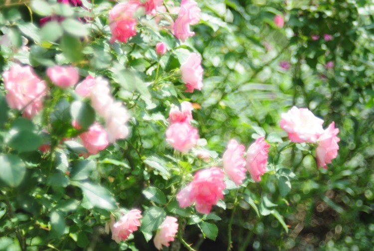 d0021491_00003360.jpg