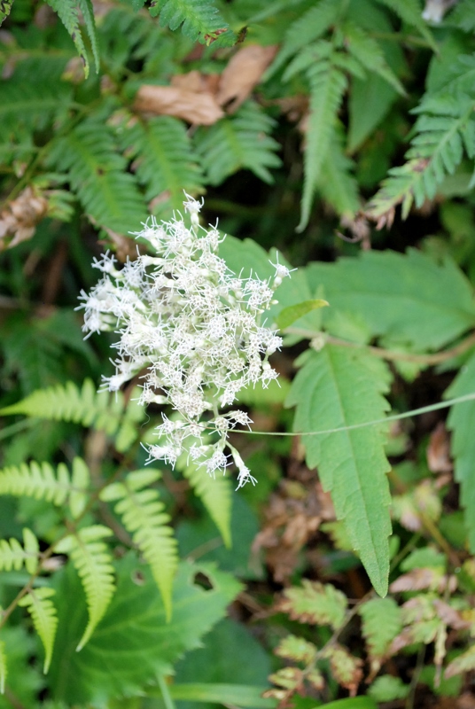 e0025300_18363136.jpg