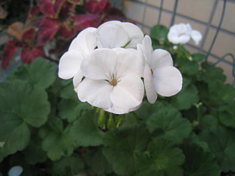 d0046702_14422721.jpg