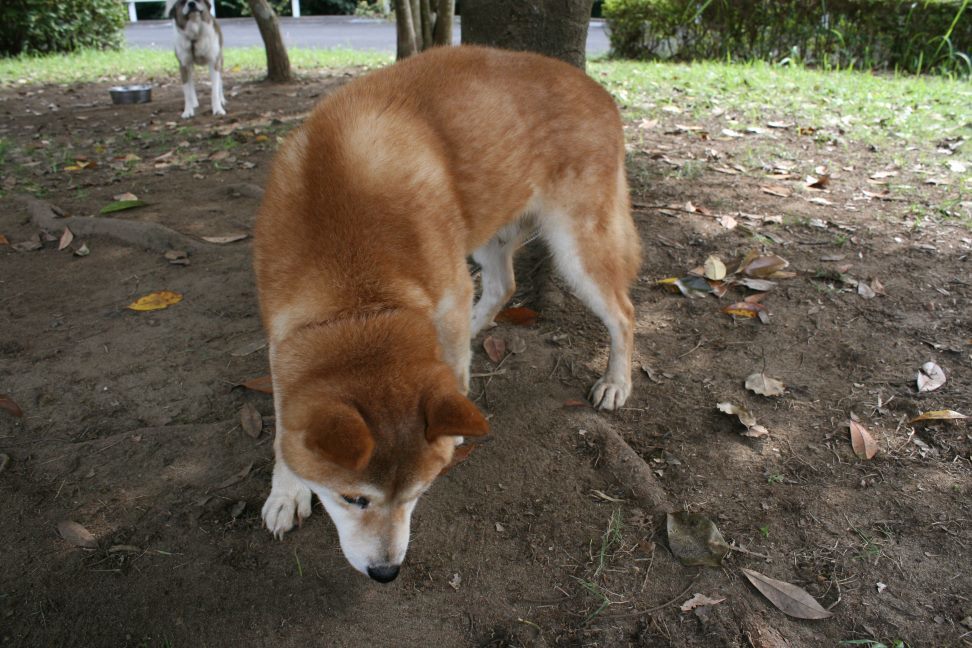 センターわんこの里親会_f0242002_10425134.jpg