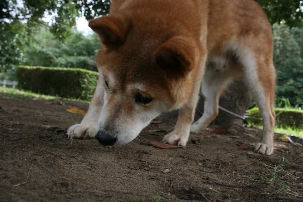 センターわんこの里親会_f0242002_10425585.jpg