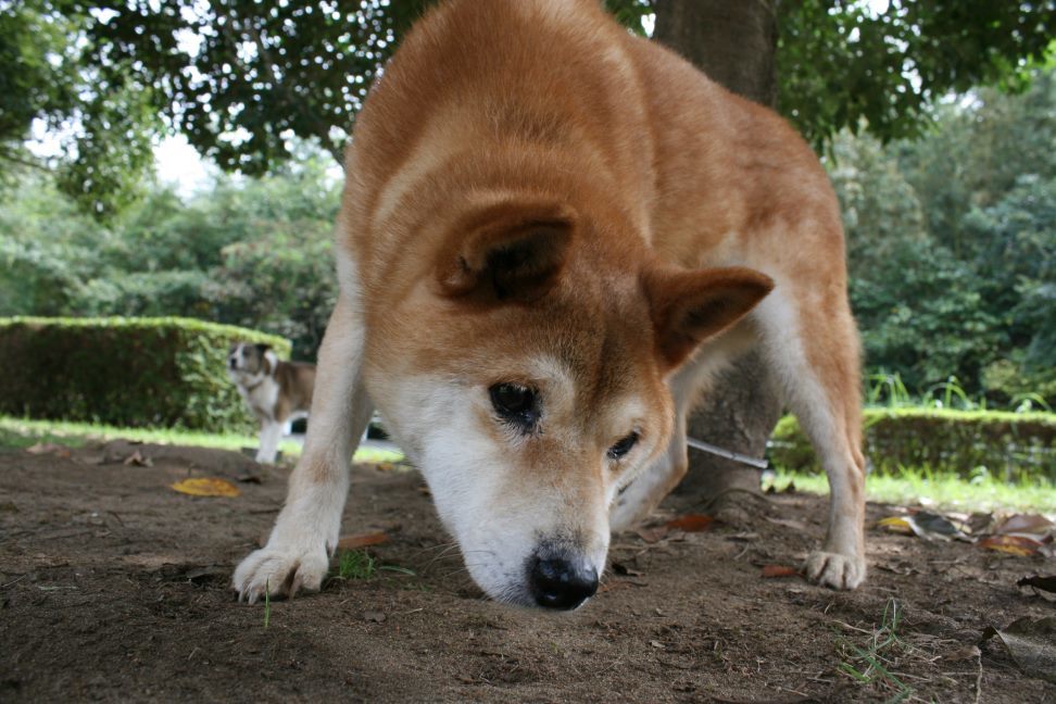 センターわんこの里親会_f0242002_10430150.jpg