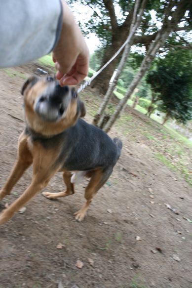 センターわんこの里親会_f0242002_10434403.jpg
