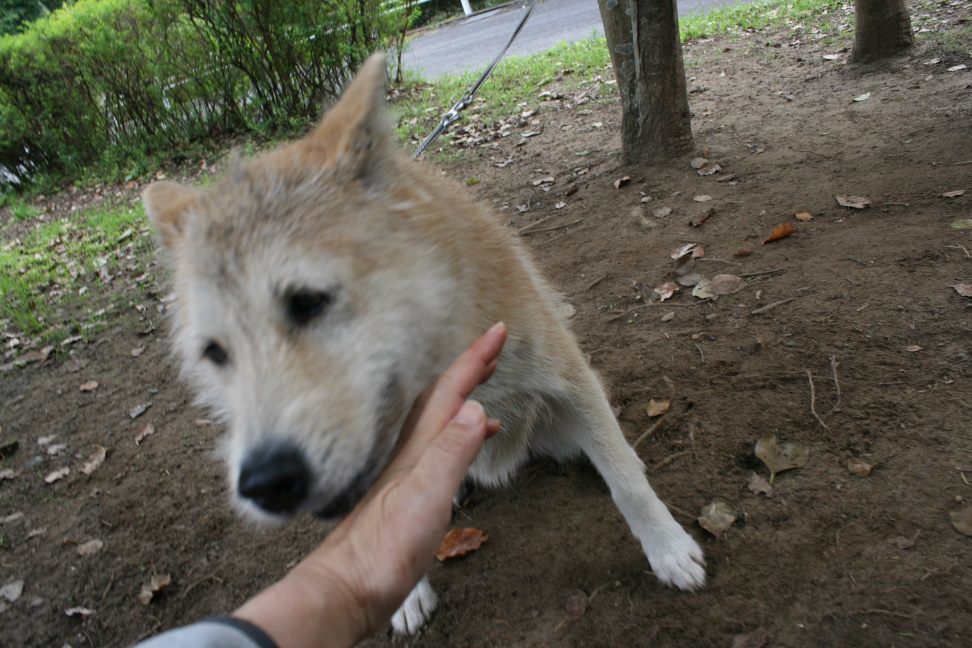 センターわんこの里親会_f0242002_11023797.jpg