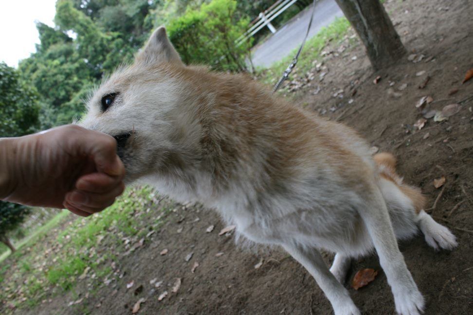 センターわんこの里親会_f0242002_11031765.jpg