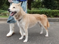 センターわんこの里親会_f0242002_11065275.jpg