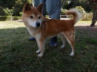 センターわんこの里親会_f0242002_11074489.jpg