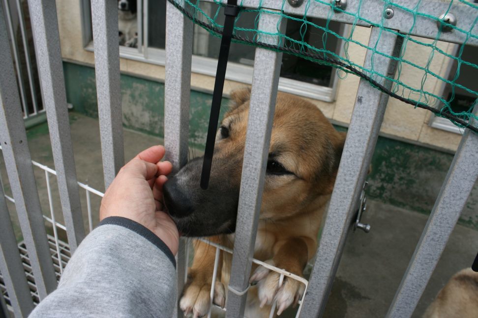 センターわんこの里親会_f0242002_11234032.jpg