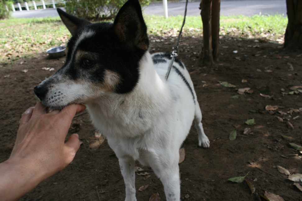 センターわんこの里親会_f0242002_11274239.jpg