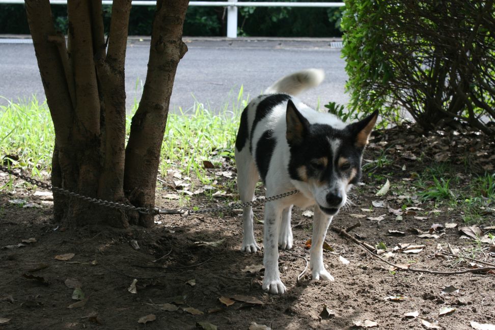センターわんこの里親会_f0242002_11280802.jpg