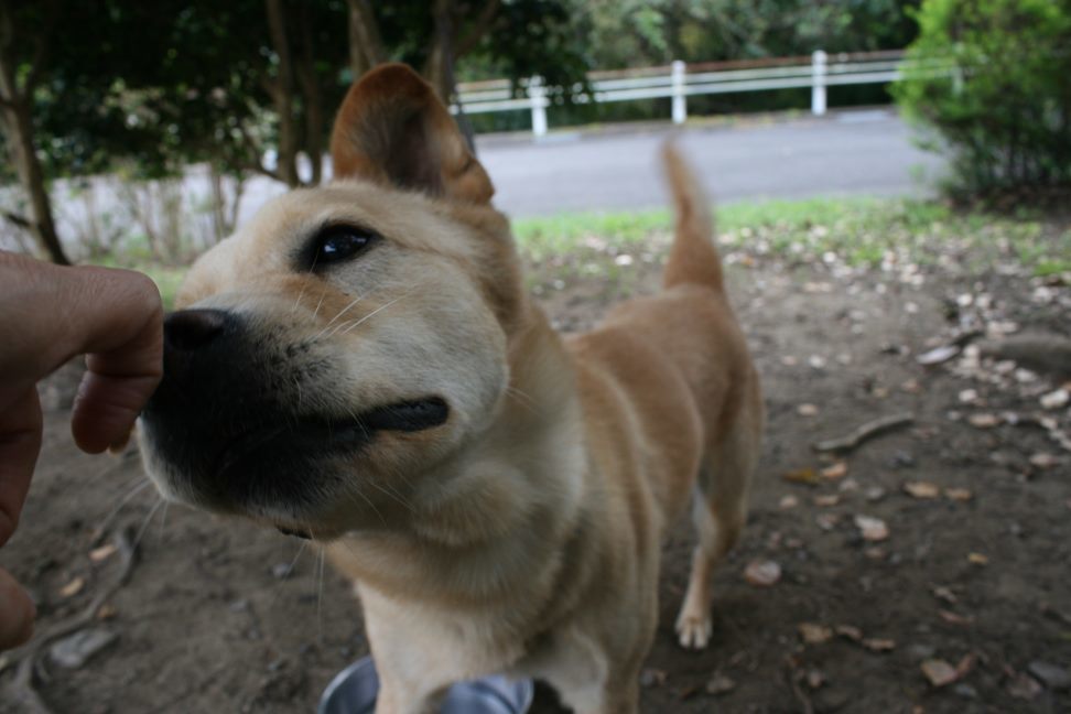 センターわんこの里親会_f0242002_11283785.jpg