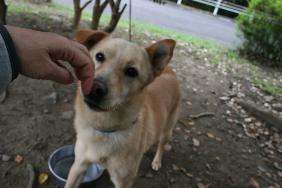 センターわんこの里親会_f0242002_11284567.jpg