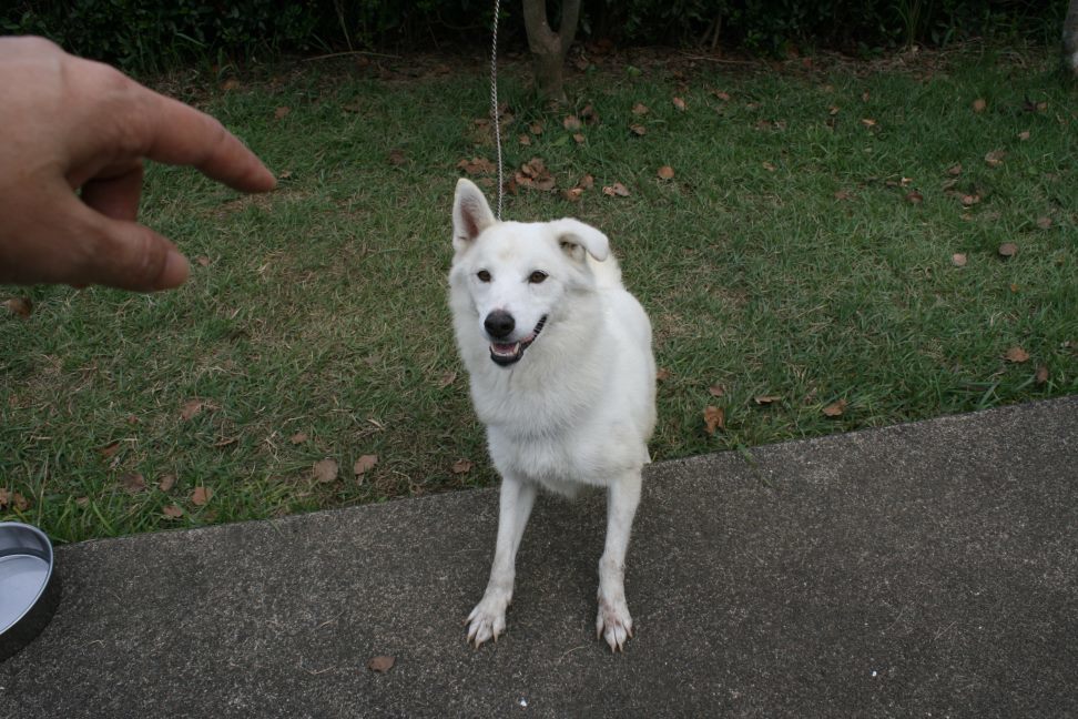 センターわんこの里親会_f0242002_11291488.jpg