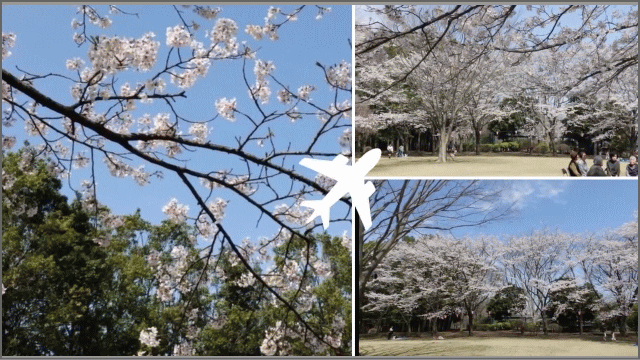 a0043204_16432257.gif