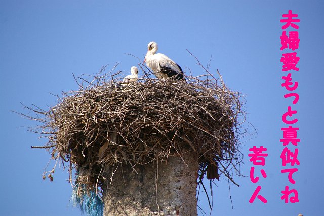 コウノトリの様に_d0103506_172639.jpg