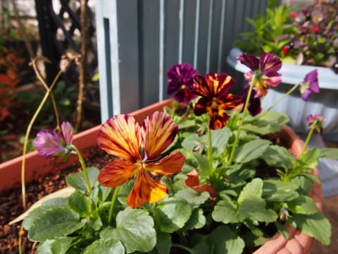 c0117007_2033546.jpg
